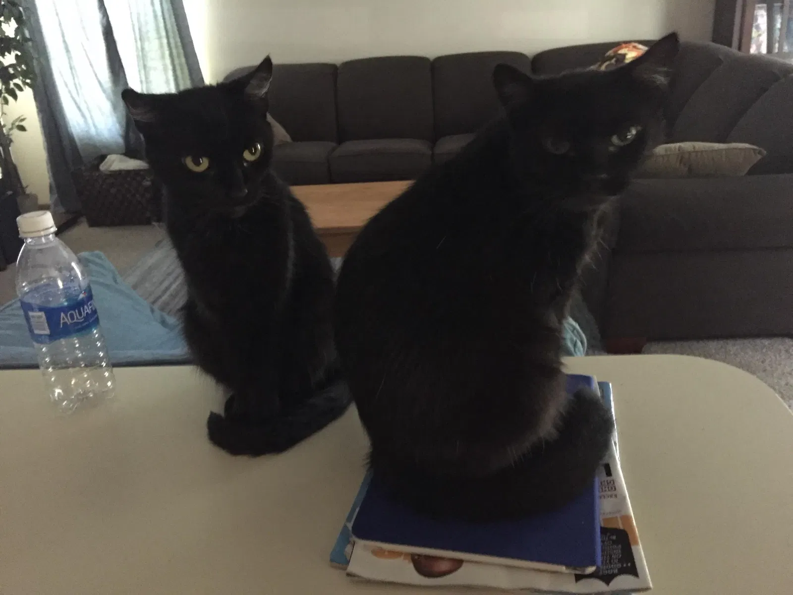 Lost cat in Westerville, OH, 43081