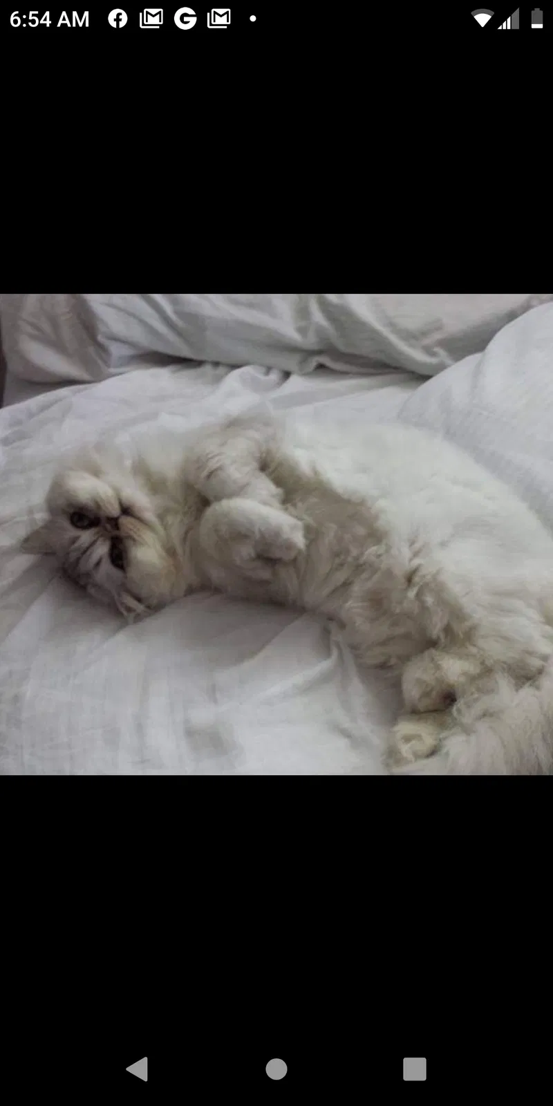 Lost cat in Melbourne, FL, 32935
