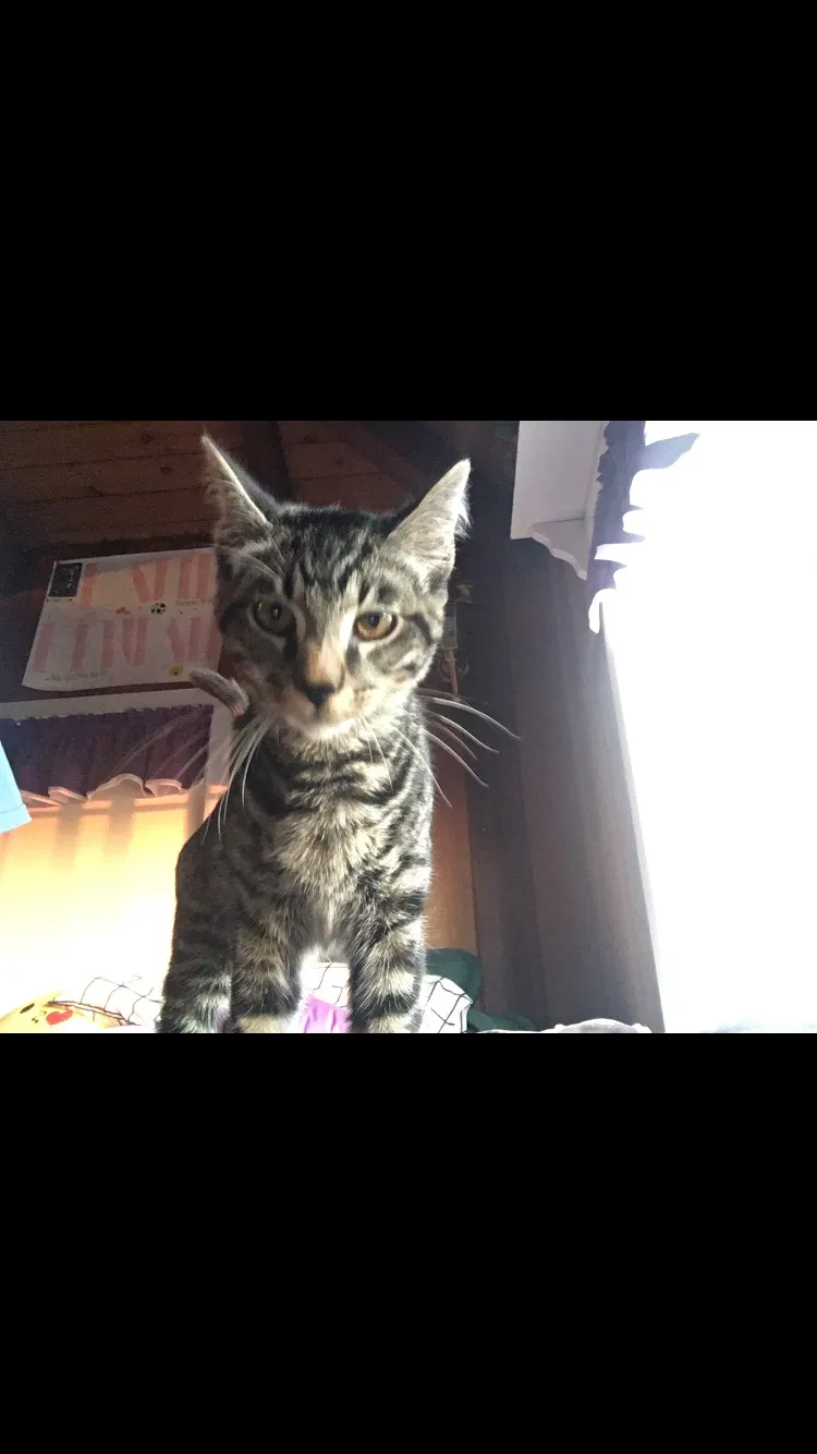 Lost cat in San Diego, CA, 92115