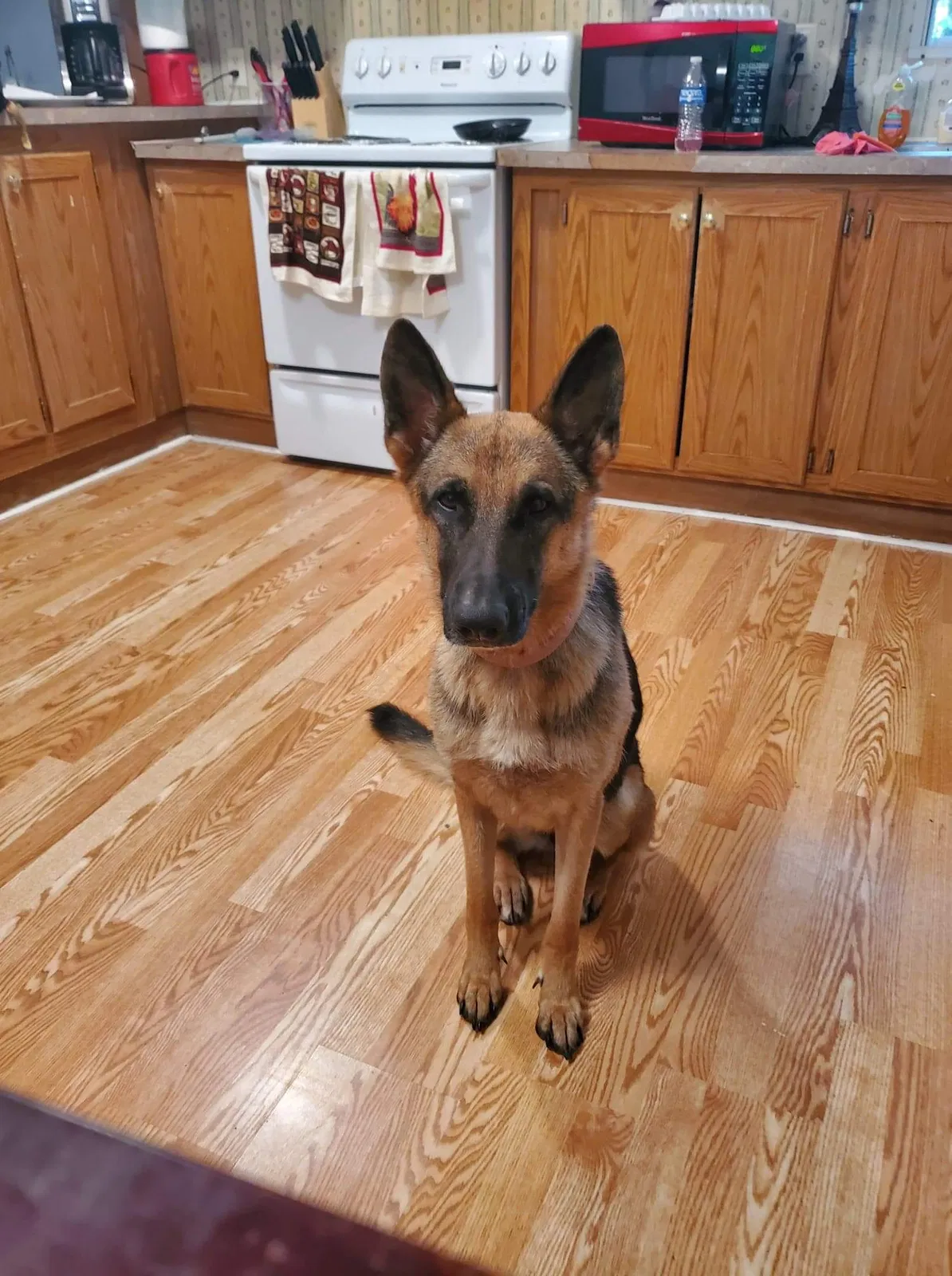Lost dog in Little Rock, AR, 72210