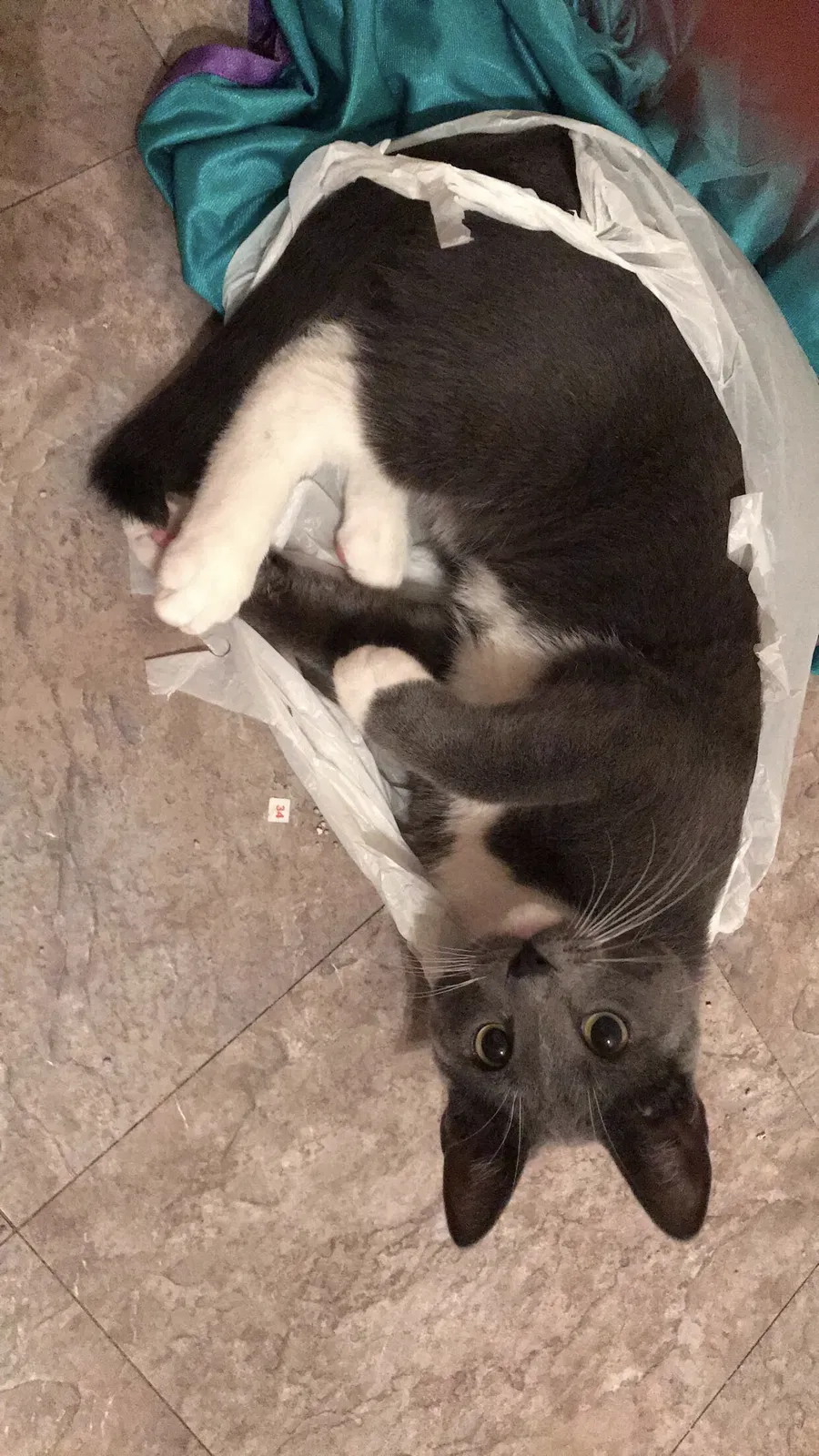 Lost cat in Fayetteville, AR, 72701