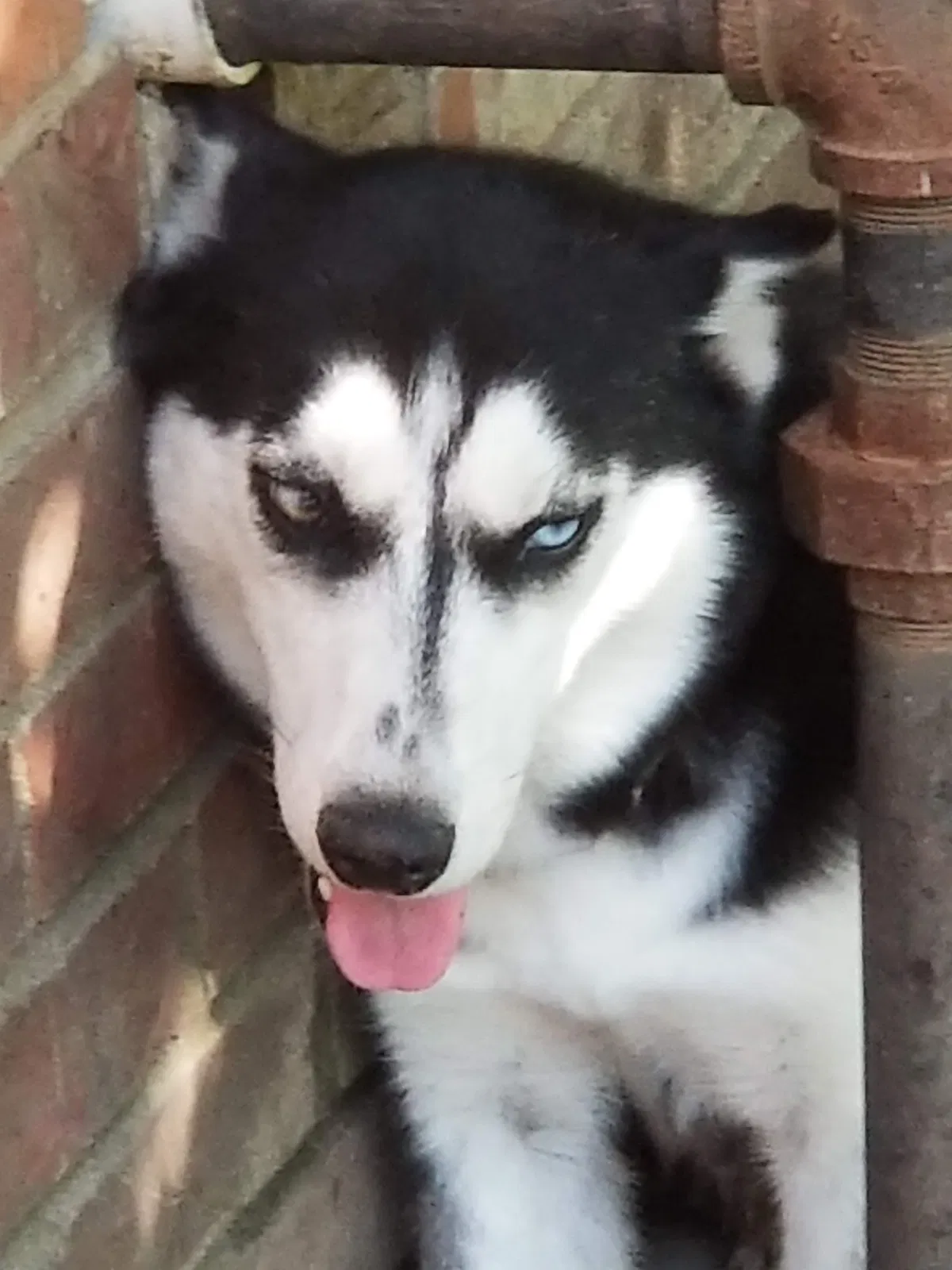 Lost dog in Tulsa, OK, 74145
