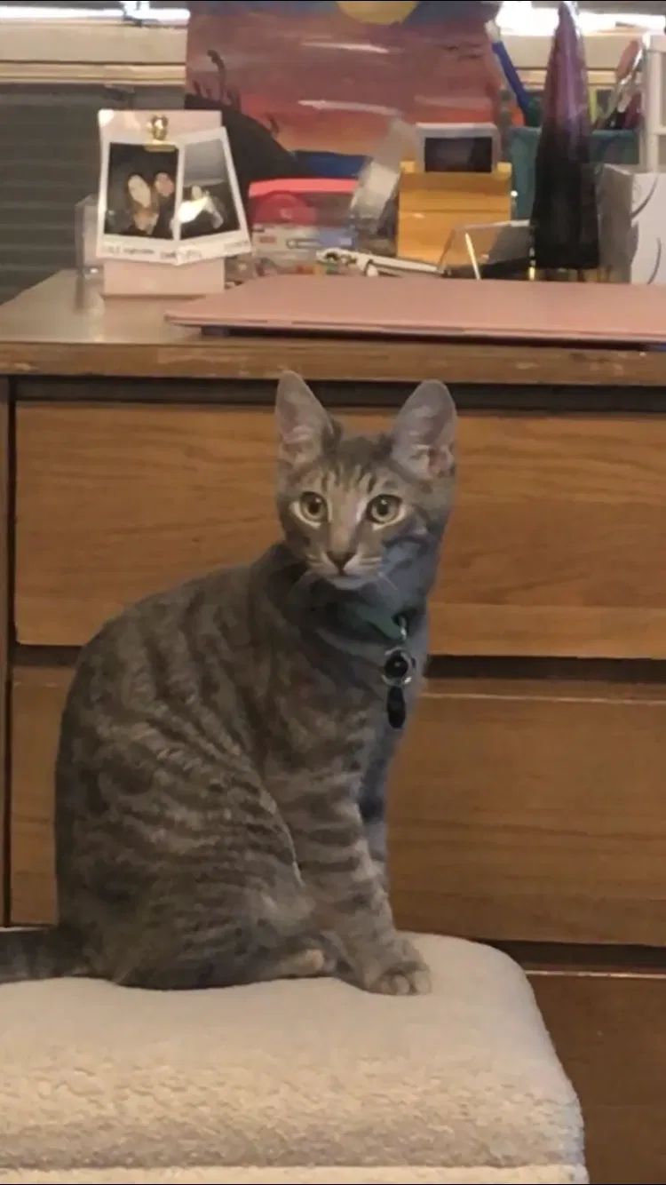 Lost cat in Norfolk, VA, 23508