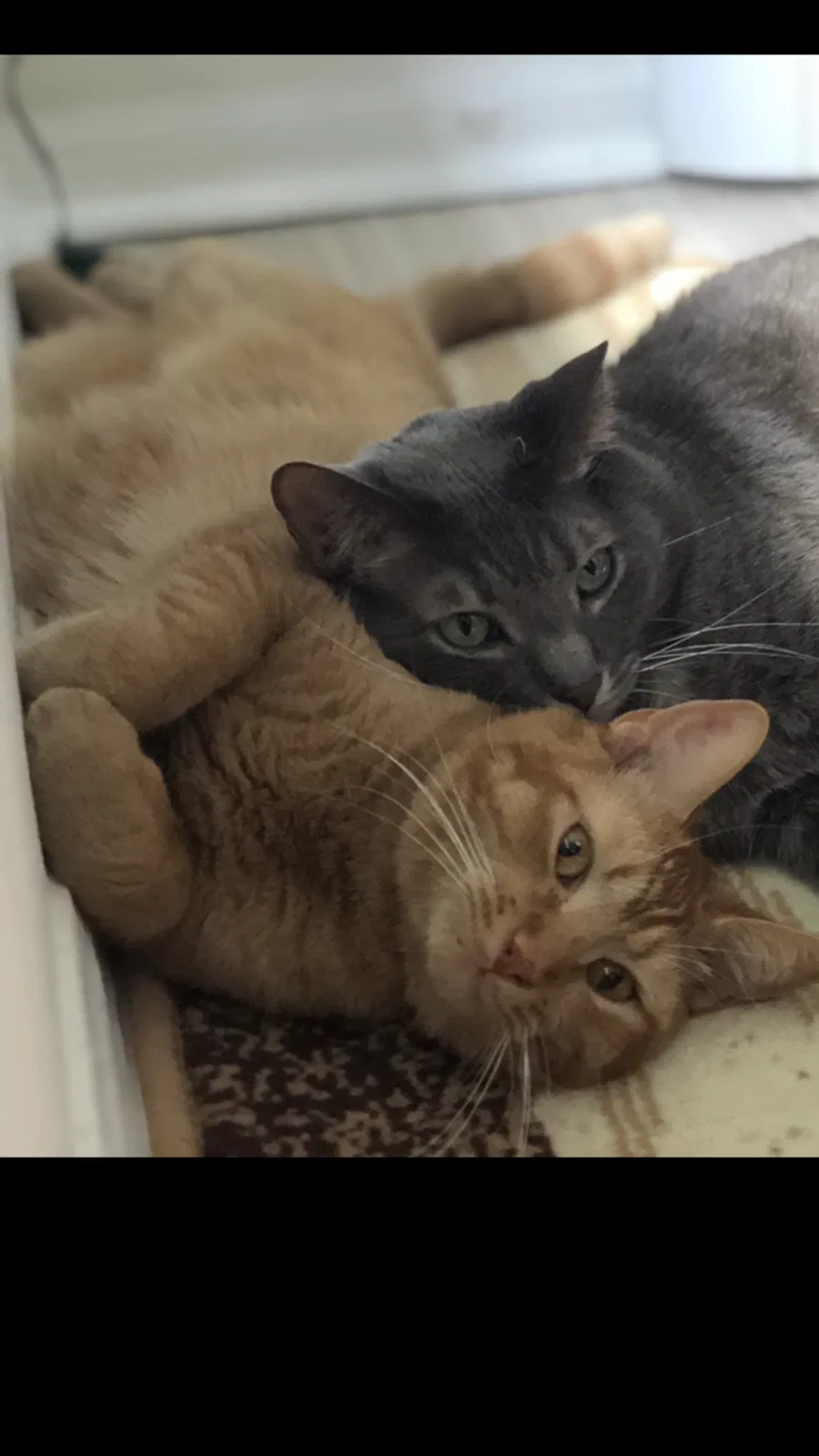 Lost cat in Port Saint Lucie, FL, 34984