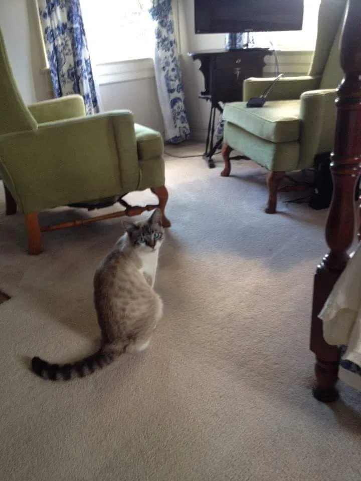 Lost cat in Bremerton, WA, 98310
