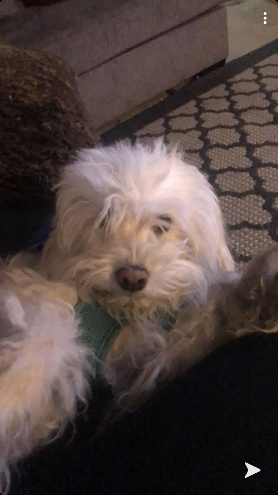Lost dog in Palo Alto, CA, 94303