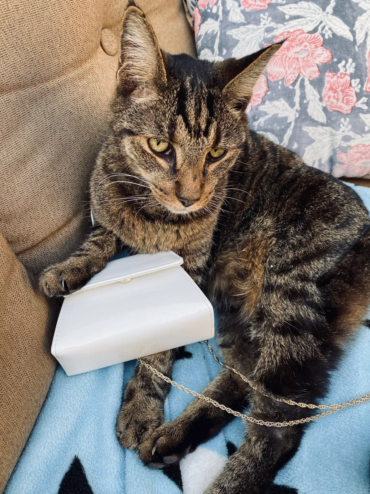 Lost cat in Phoenix, AZ, 85018
