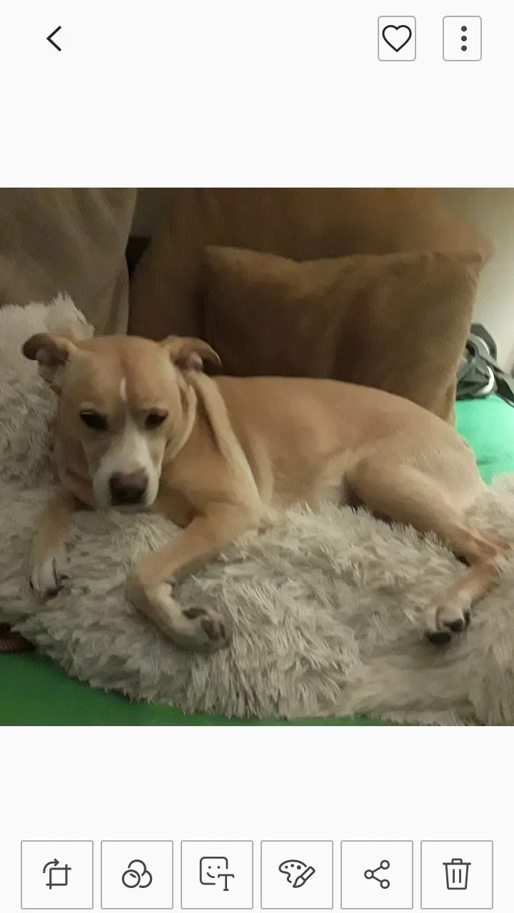 Lost dog in Lincoln Park, MI, 48146