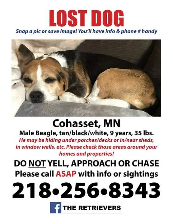Lost dog in Cohasset, MN, 55721
