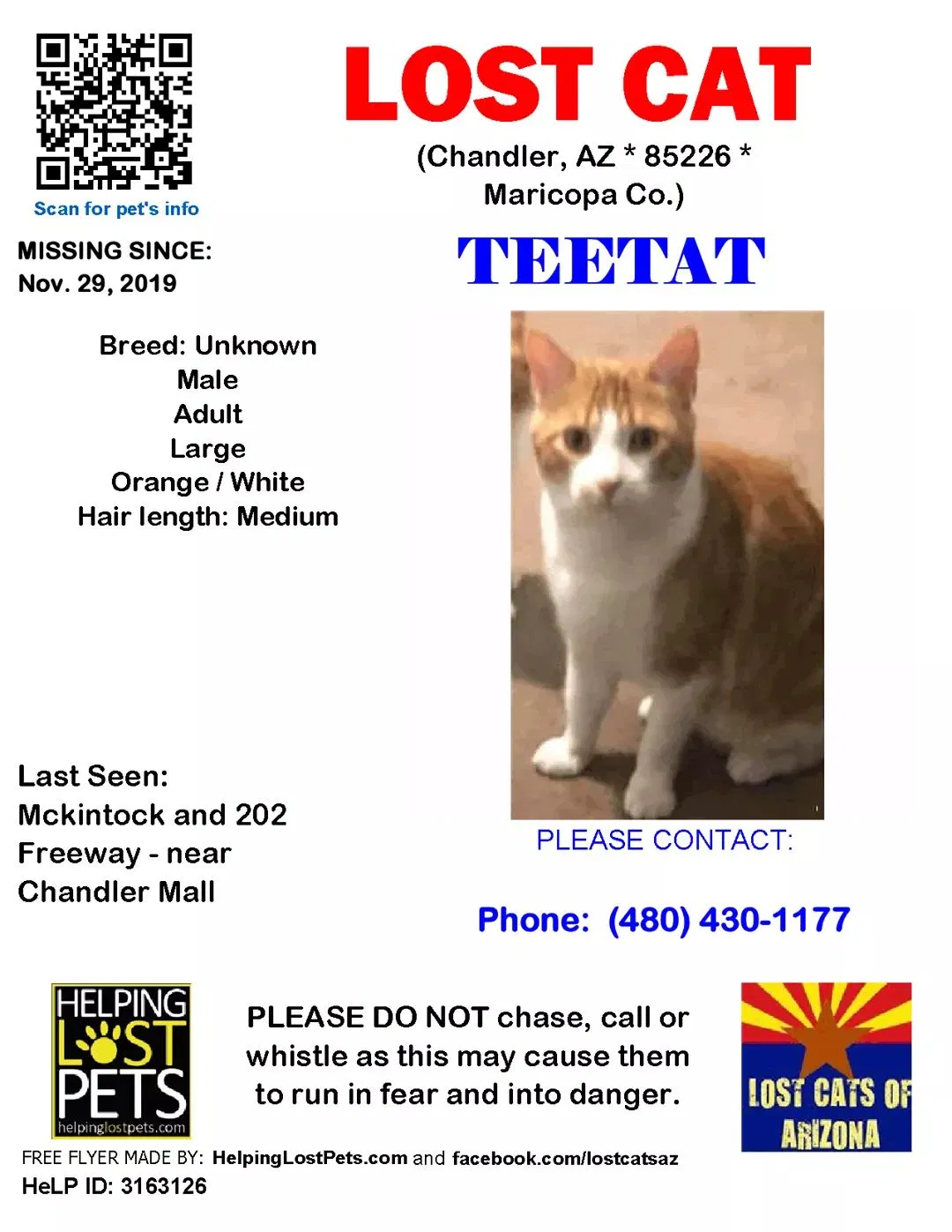 Lost cat in Chandler, AZ, 85226