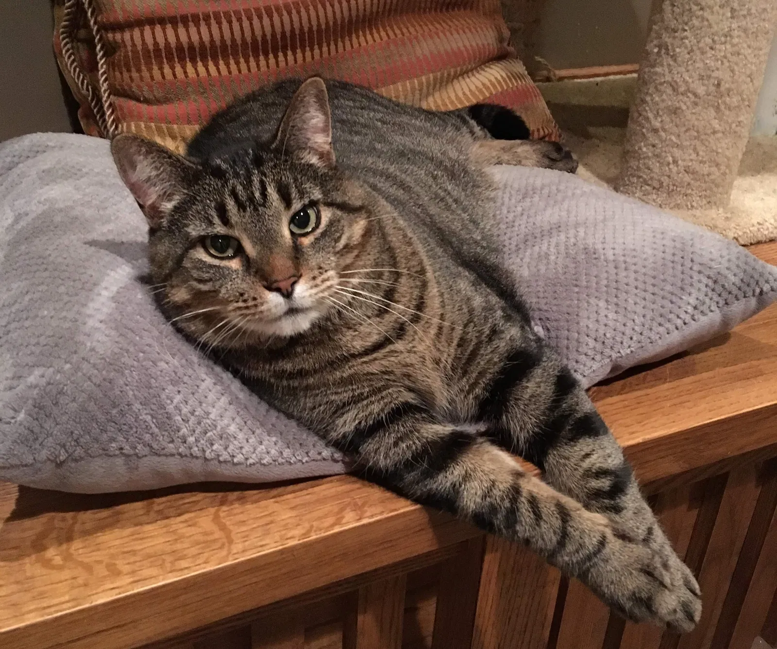 Lost cat in Stillwater, MN, 55082