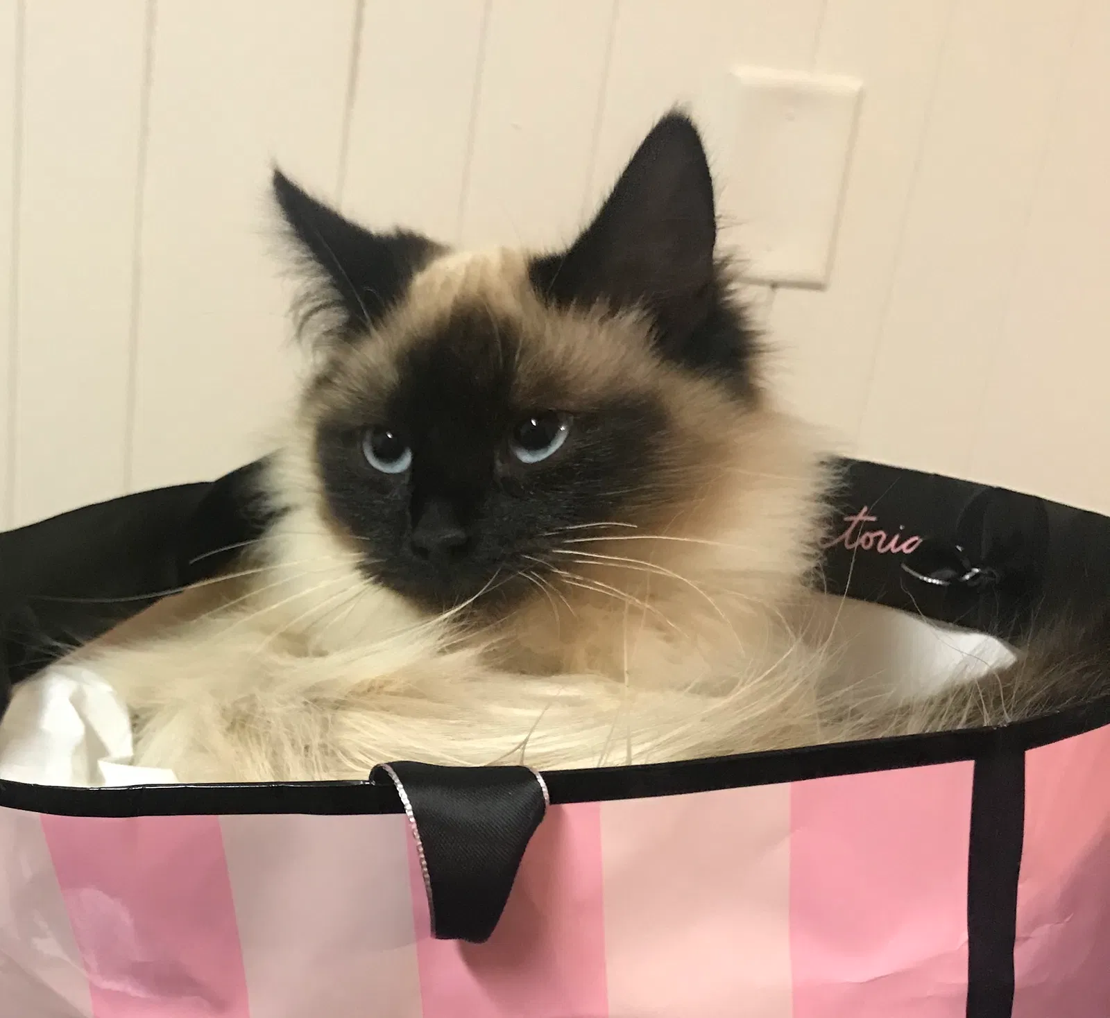 Lost cat in Charlotte, NC, 28213