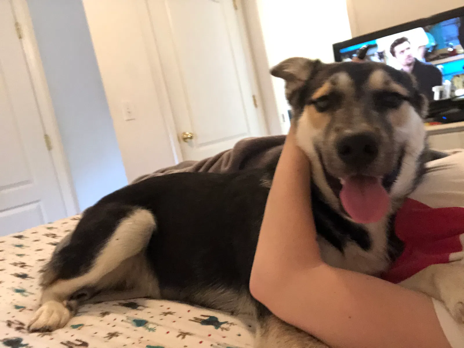 Lost dog in Alexandria, KY, 41001