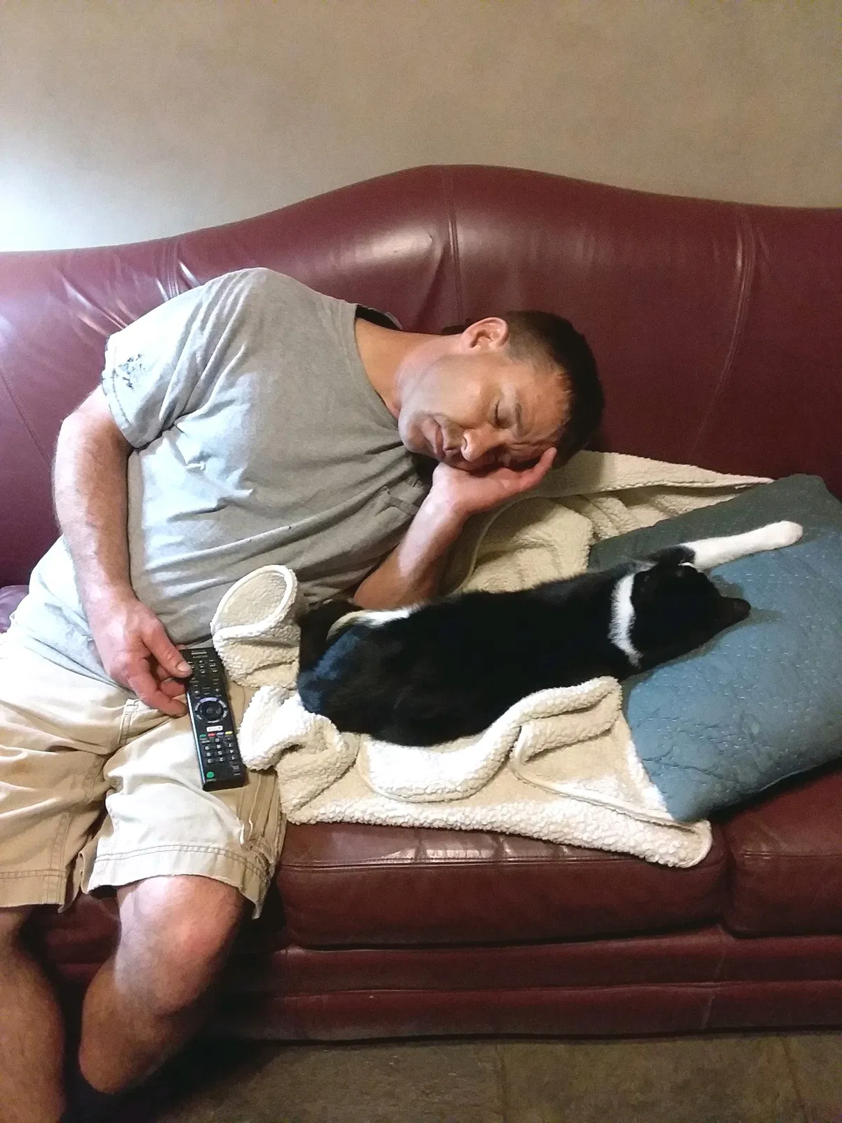 Lost cat in Pataskala, OH, 43062