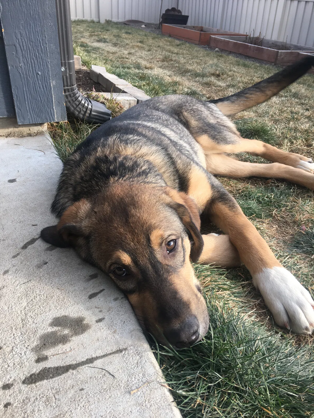 Lost dog in Huntington, OR, 97907
