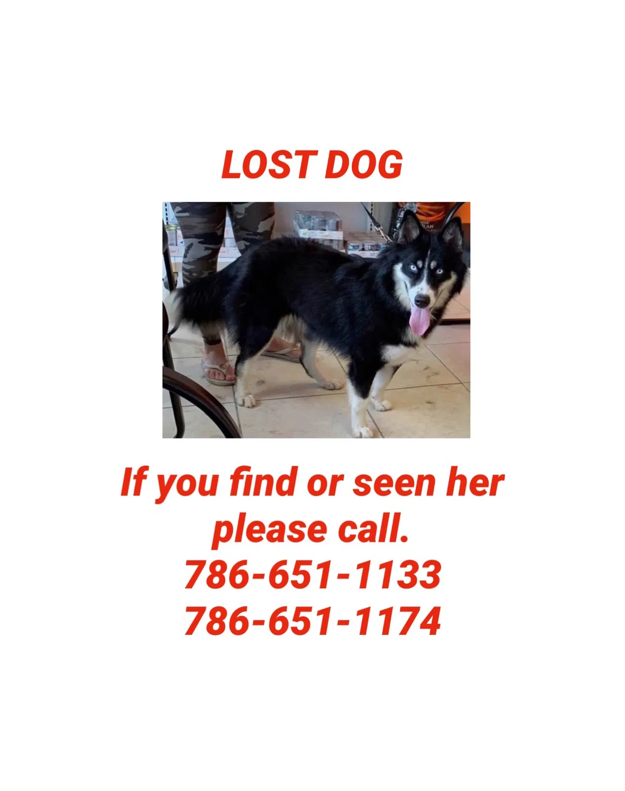 Lost dog in Hialeah, FL, 33018