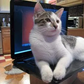 Lost cat in Portland, OR, 97213
