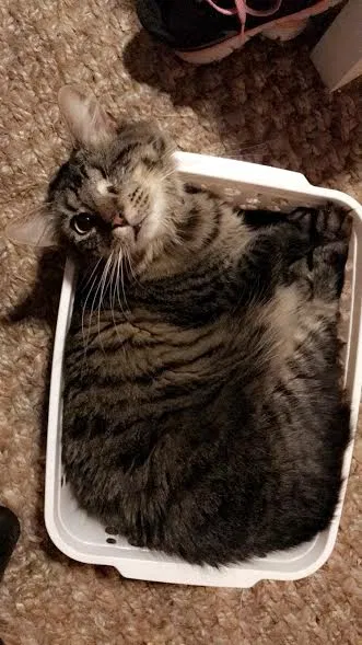 Lost cat in San Diego, CA, 92104