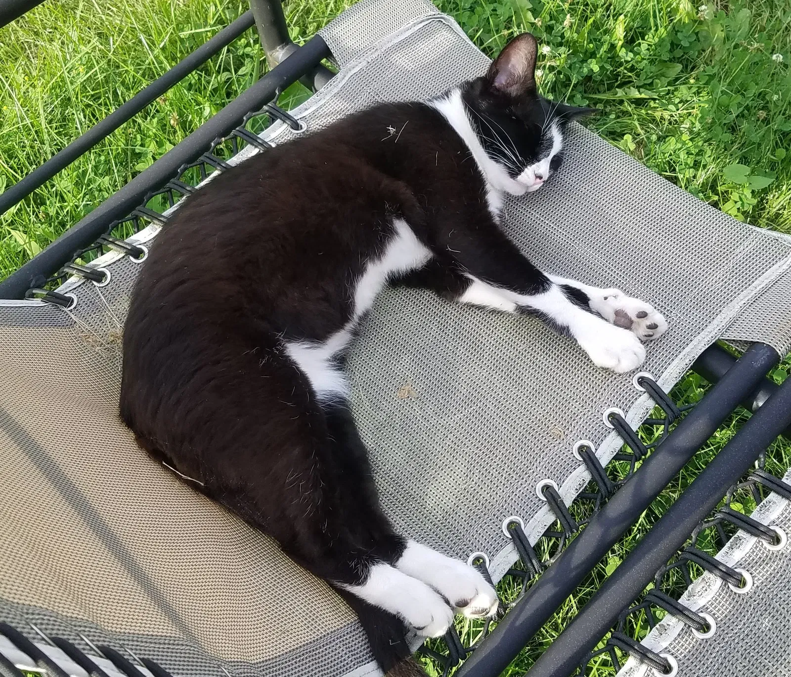 Lost cat in Canal Winchester, OH, 43110