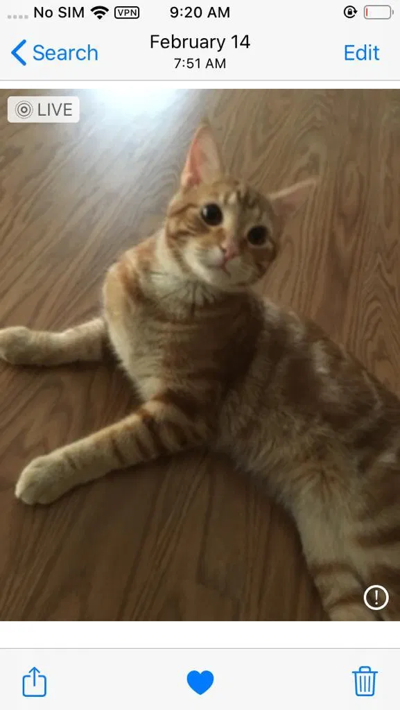 Lost cat in Selma, NC, 27576