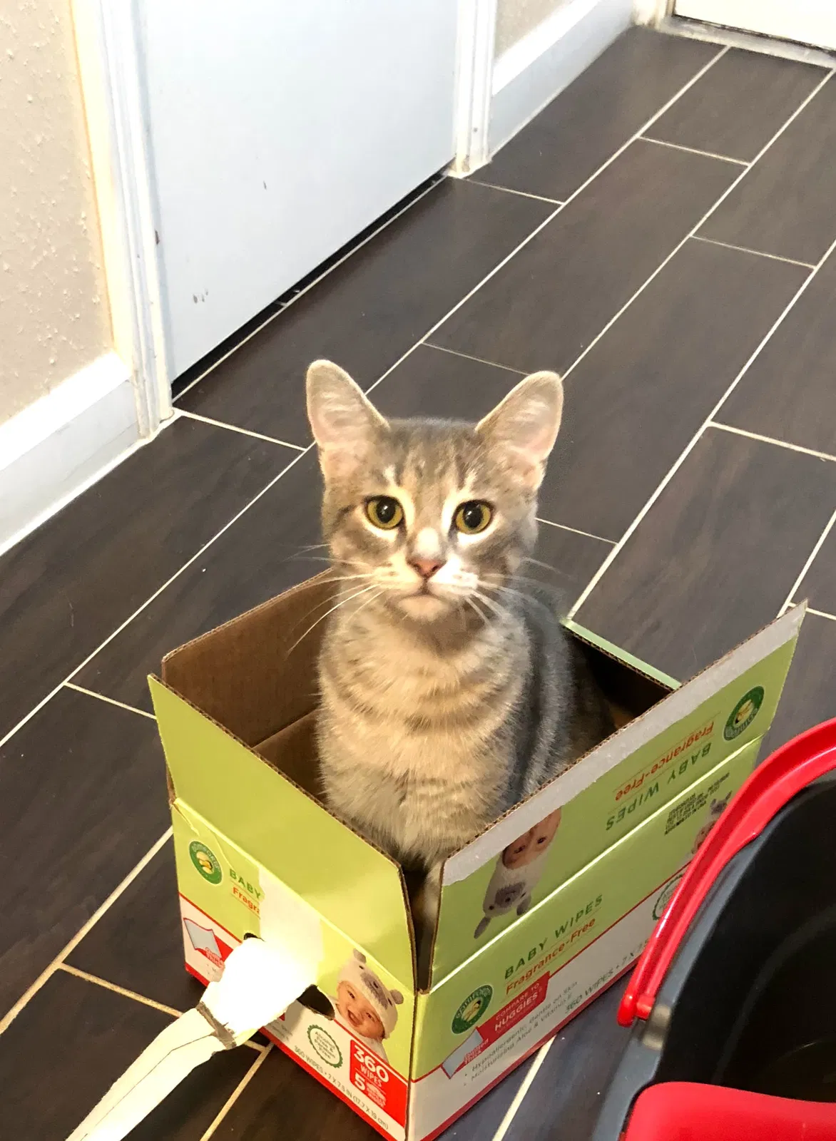 Lost cat in Friendswood, TX, 77546