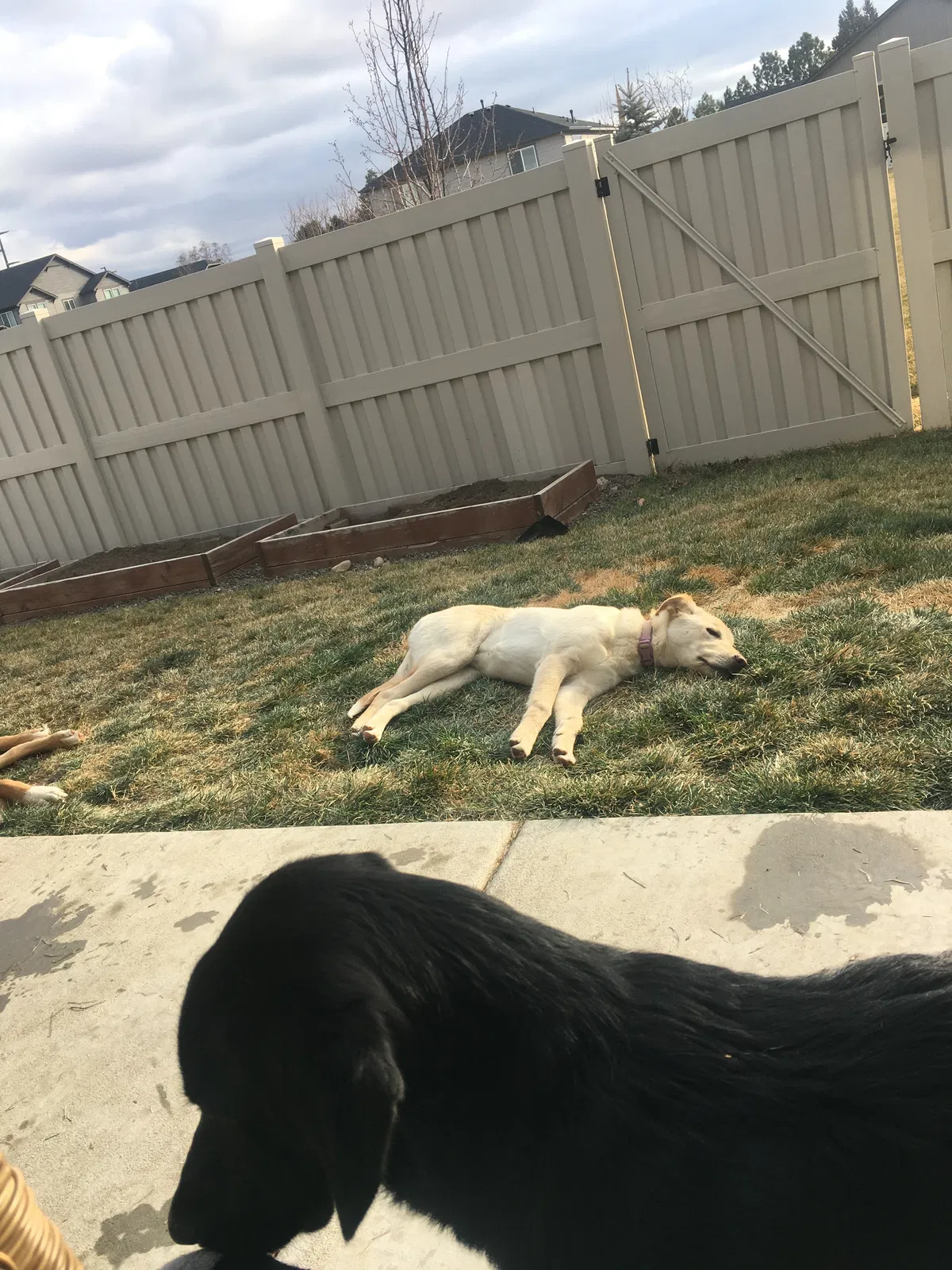 Lost dog in Huntington, OR, 97907