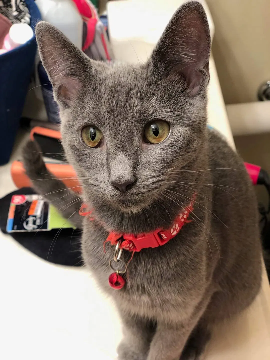 Lost cat in Grove City, OH, 43123