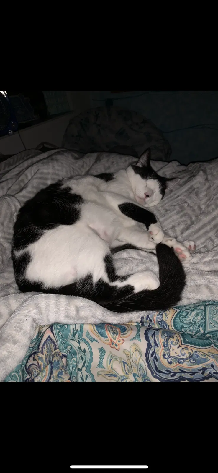 Lost cat in Venice, FL, 34293