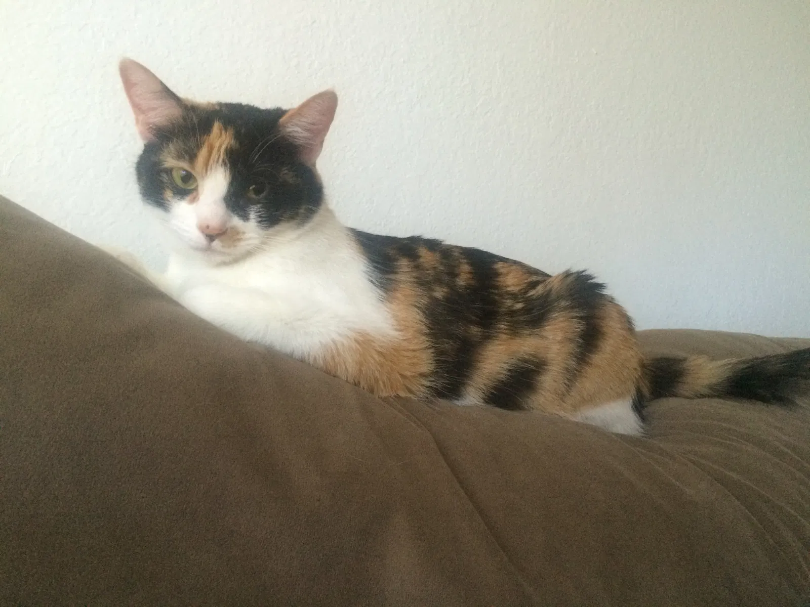 Lost cat in Mabank, TX, 75156