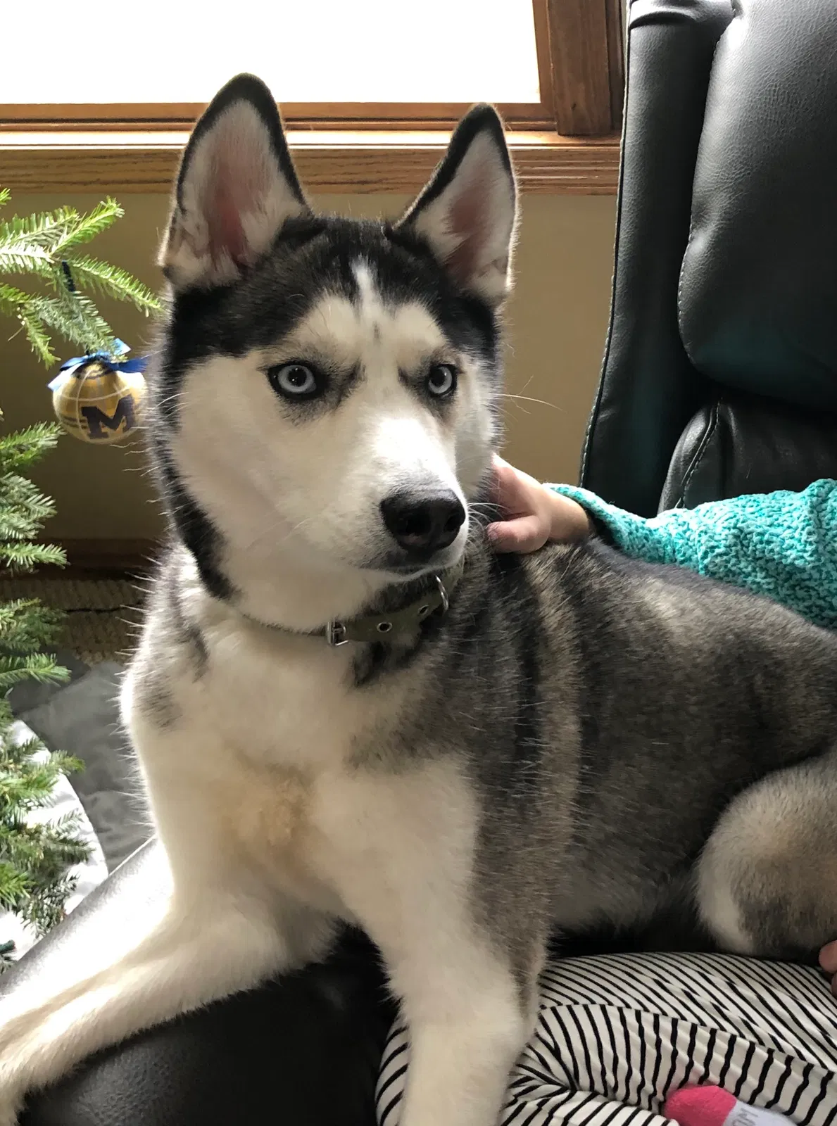 Lost dog in Howell, MI, 48855