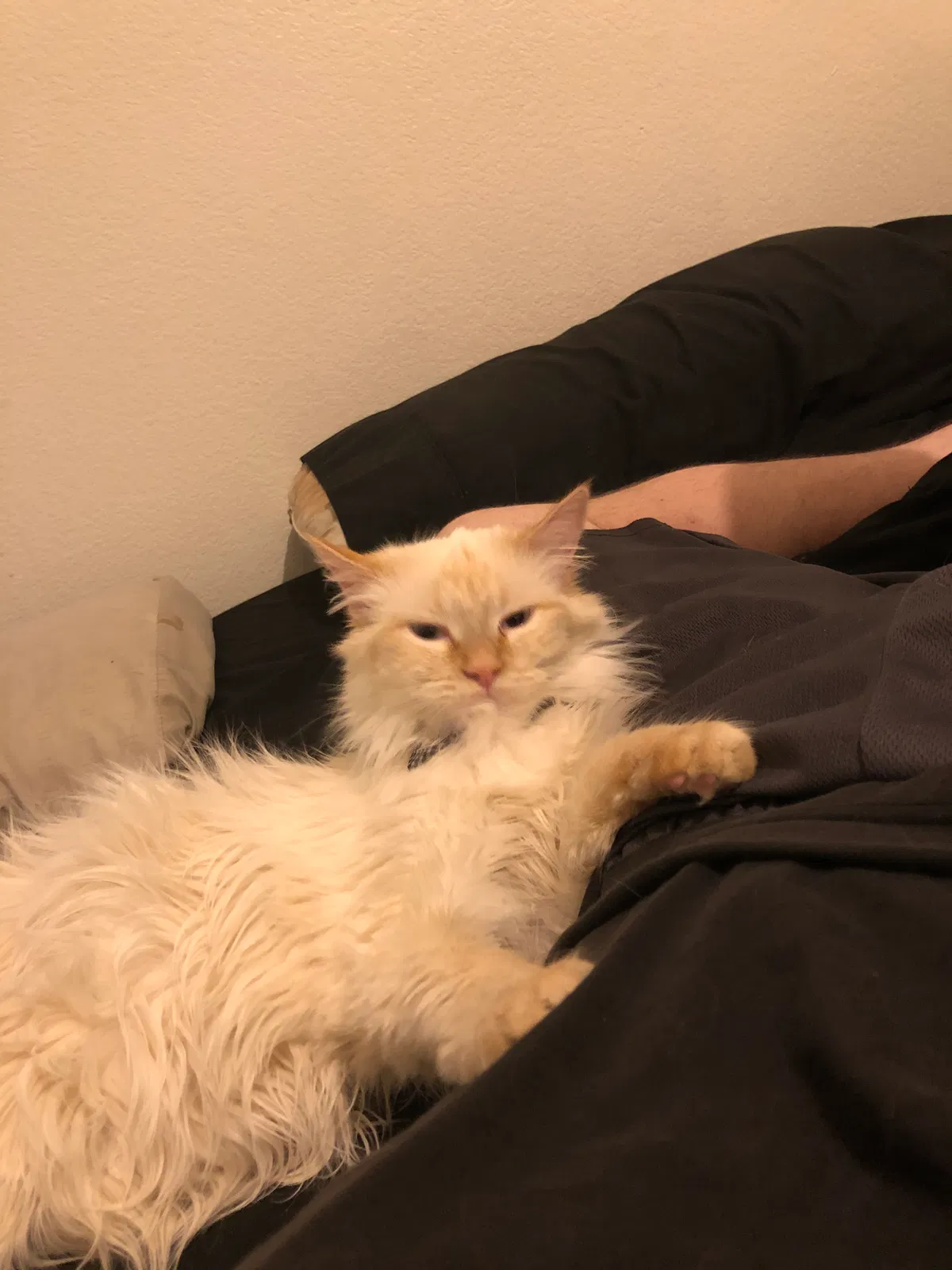 Lost cat in Tucson, AZ, 85705
