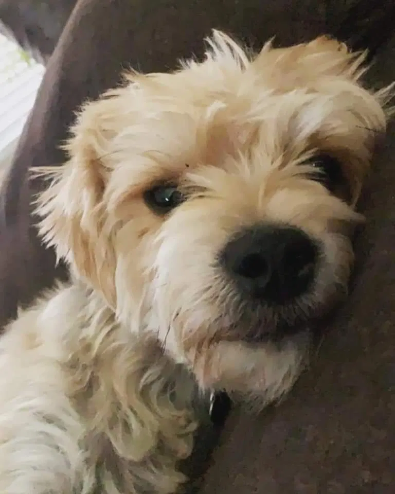 Lost dog in Bakersfield, CA, 93307