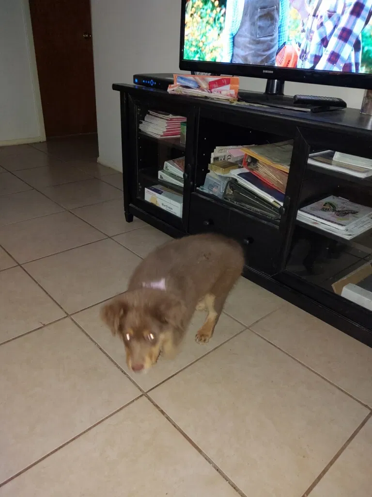 Lost dog in Cincinnati, OH, 45231