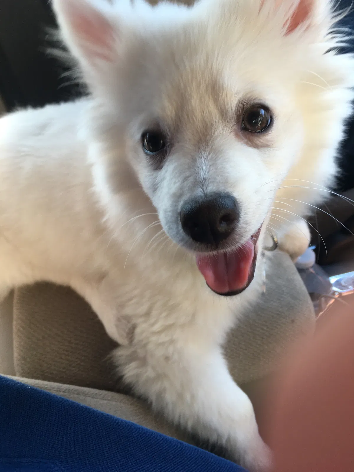 Lost dog in Grapevine, TX, 76051