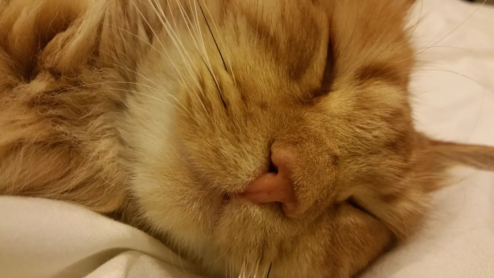 Lost cat in Farmington, UT, 84025