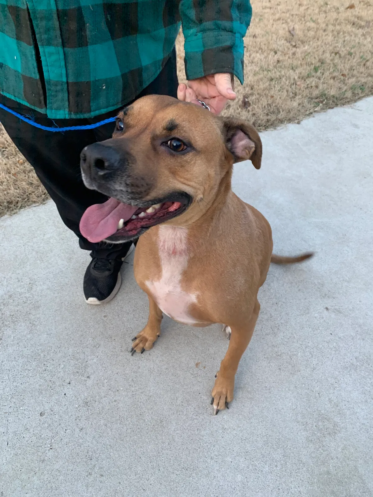 Found dog in North Little Rock, AR, 72118