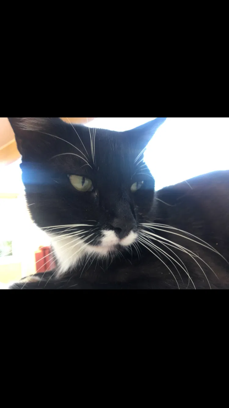 Lost cat in San Lorenzo, CA, 94580