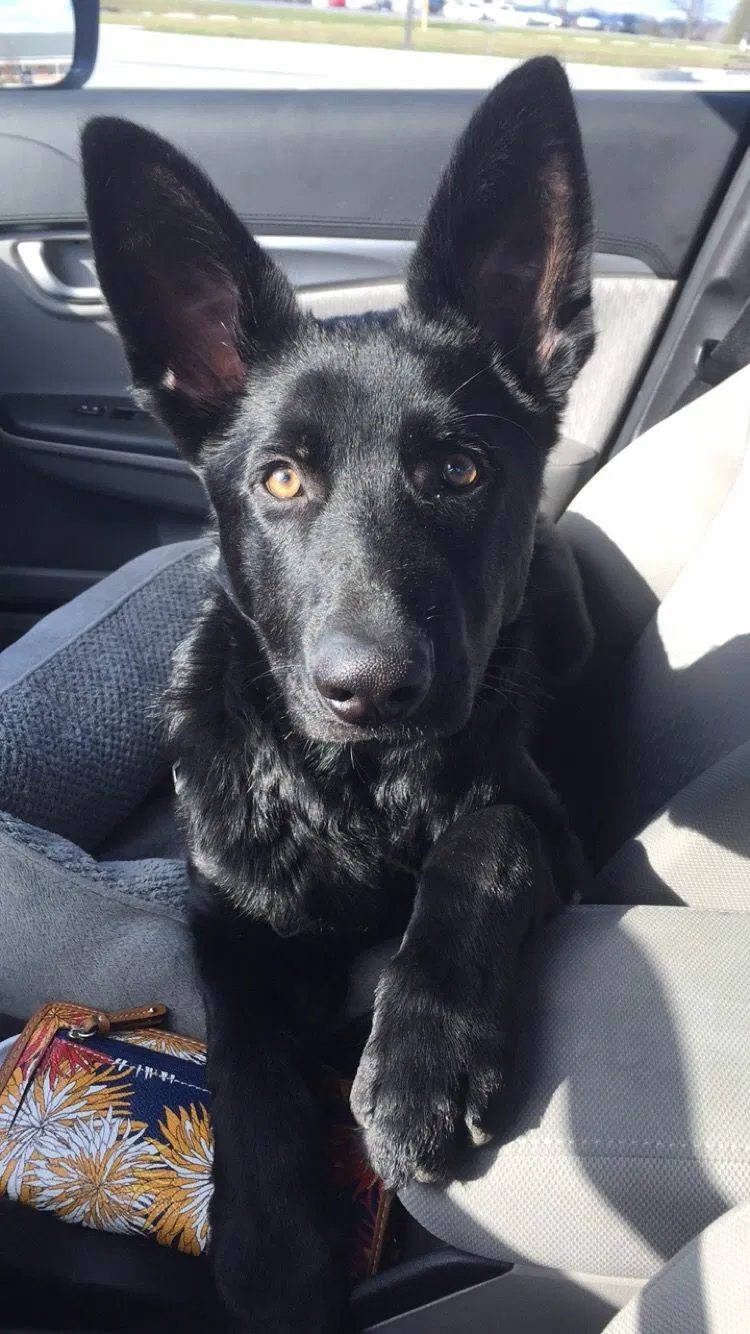 Lost dog in Unknown, OK, 7352