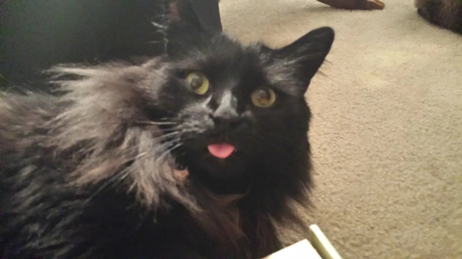 Lost cat in San Diego, CA, 92101