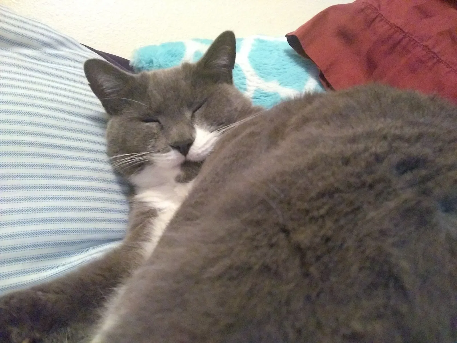 Lost cat in Tampa, FL, 33624