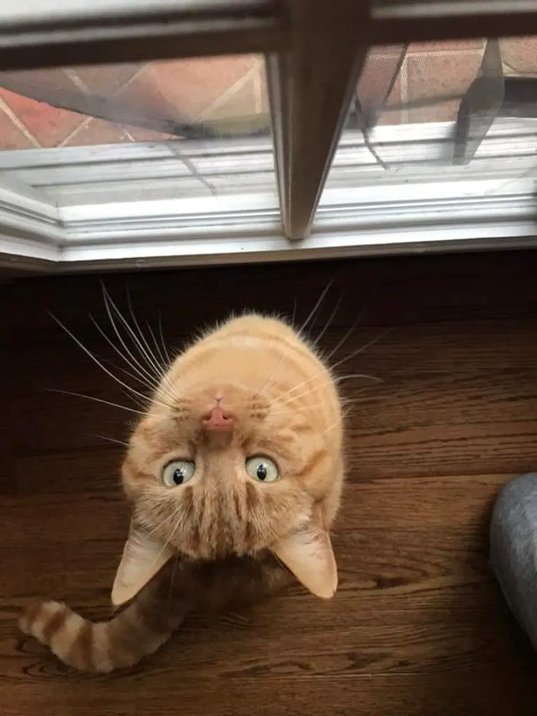 Lost cat in Sterling, VA, 20165