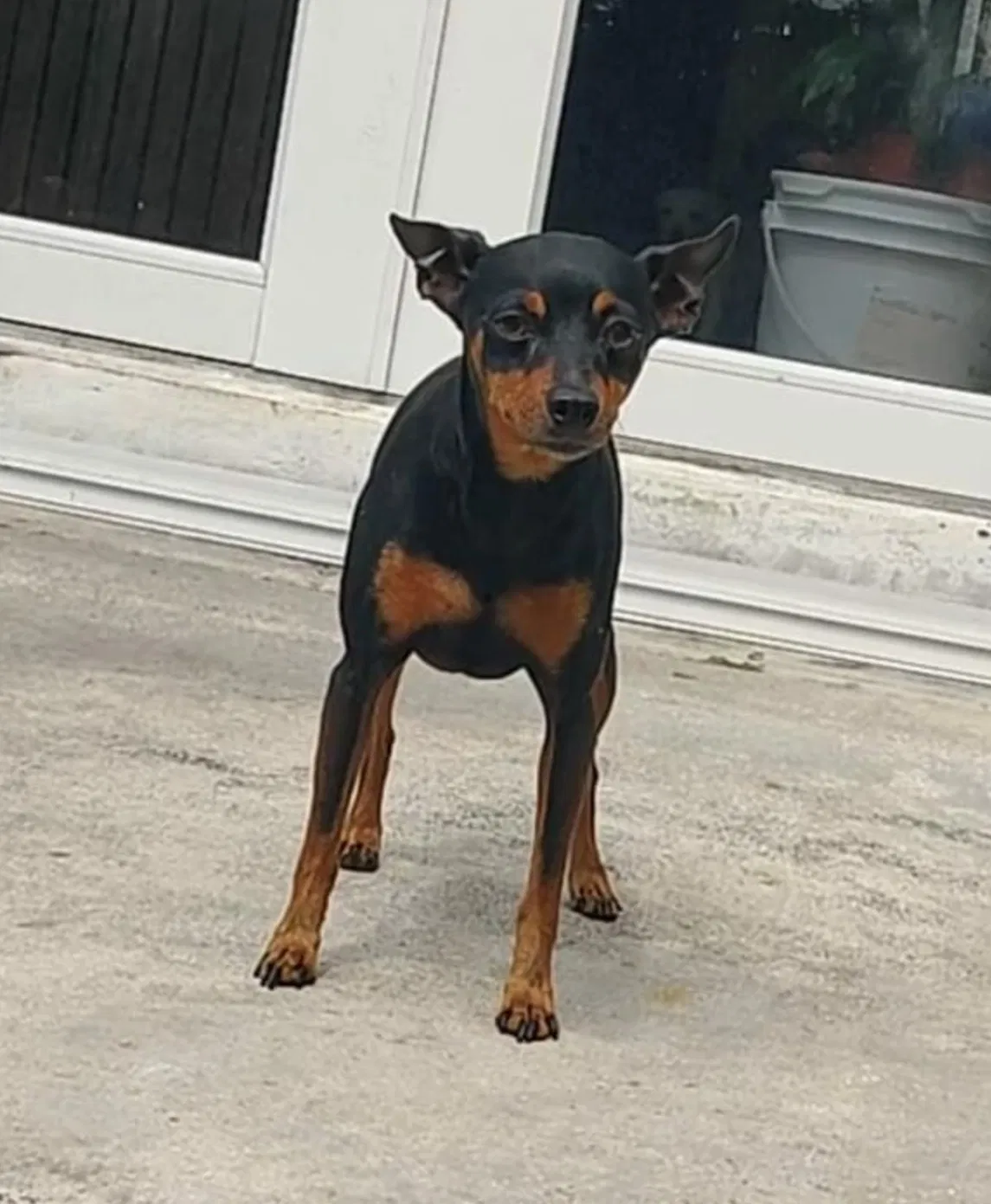 Lost dog in Miami, FL, 33175