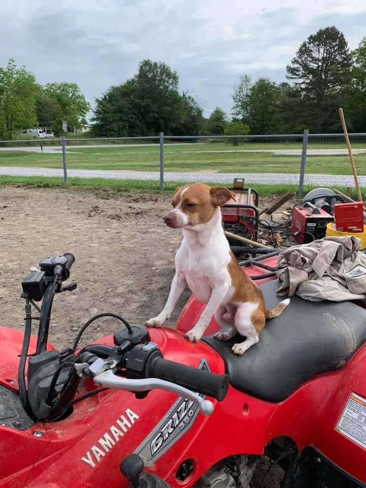 Lost dog in Concord, NC, 28027