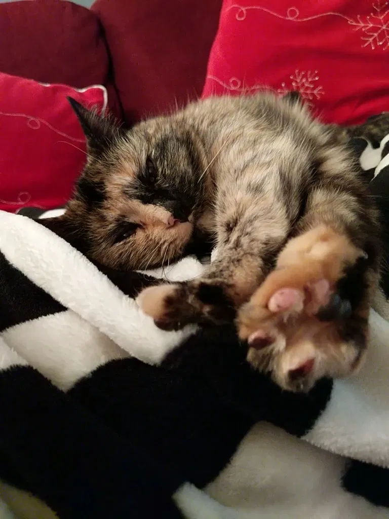Lost cat in La Mesa, CA, 91941
