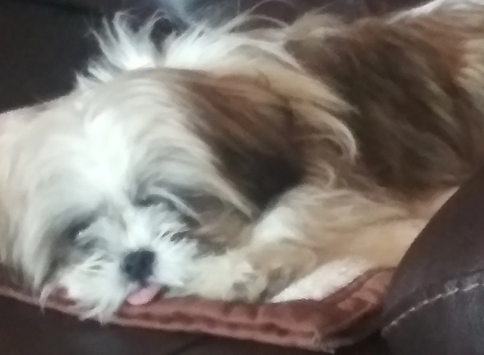 Lost dog in El Paso, TX, 79934
