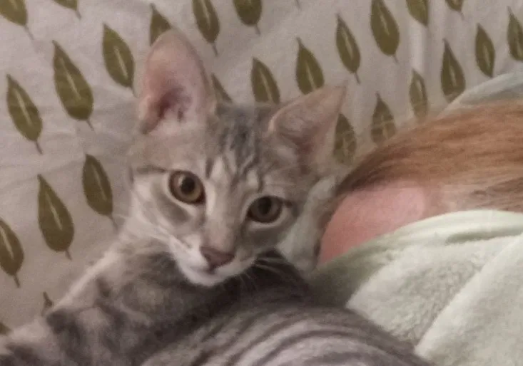 Lost cat in Fort Lauderdale, FL, 33312