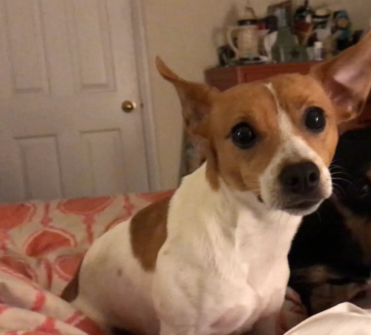 Lost dog in Fayetteville, AR, 72704