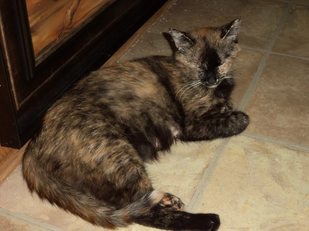 Lost cat in Alpharetta, GA, 30009