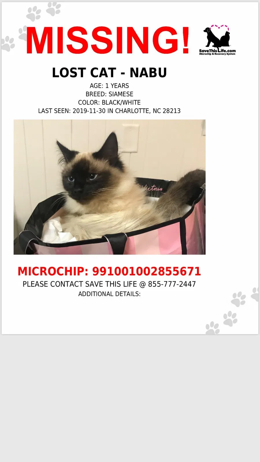 Lost cat in Charlotte, NC, 28213