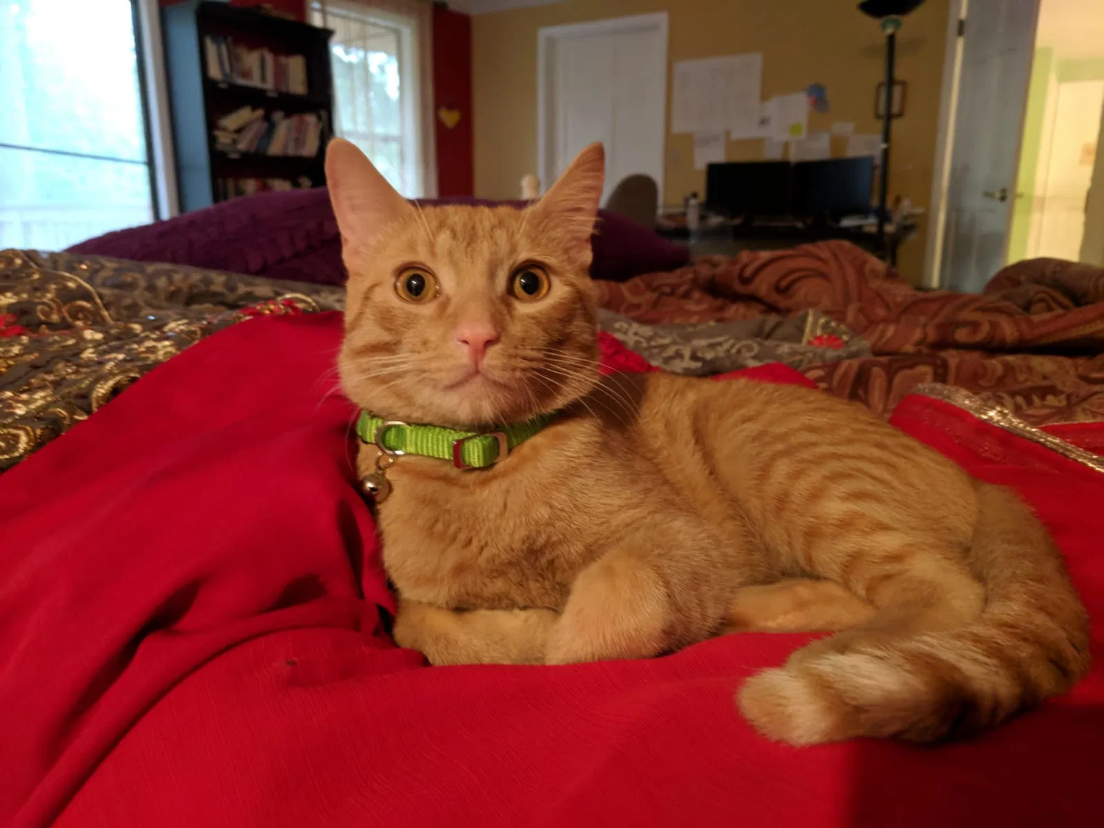 Lost cat in Bothell, WA, 98012
